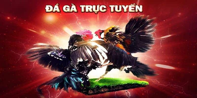 cac-hinh-thuc-da-ga-noi-nhat-tai-hb88